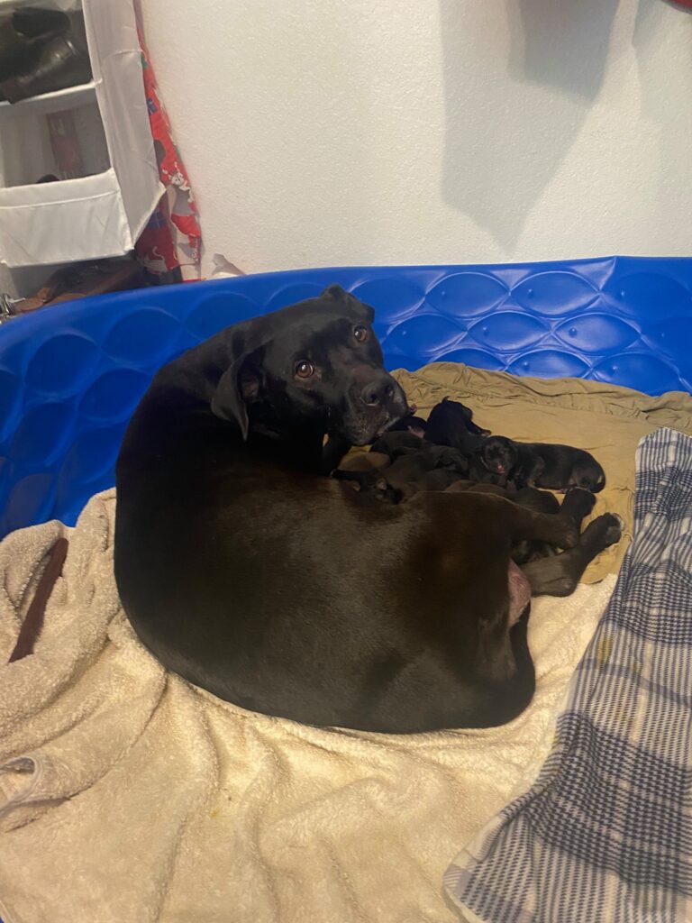 Indy and her puppies