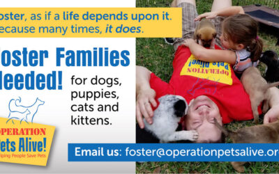 OPA Seeks New Foster Families!