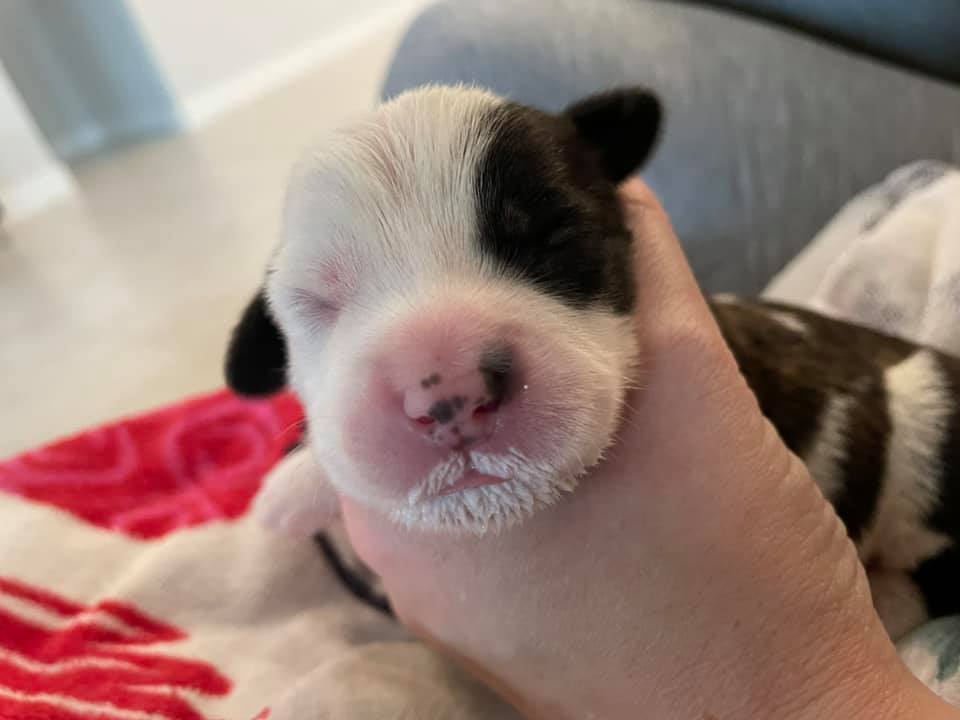 puppy milk mustache