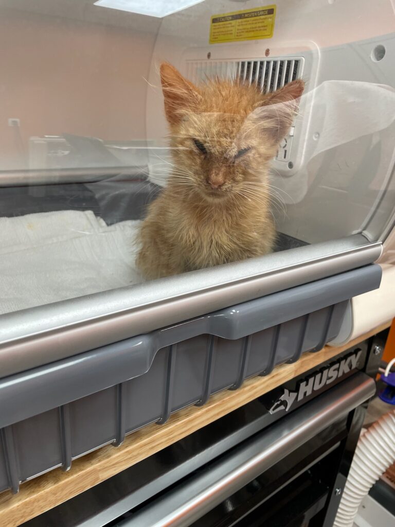 kitten in incubator