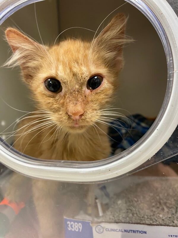 medical fundraiser for kitten in oxygen chamber