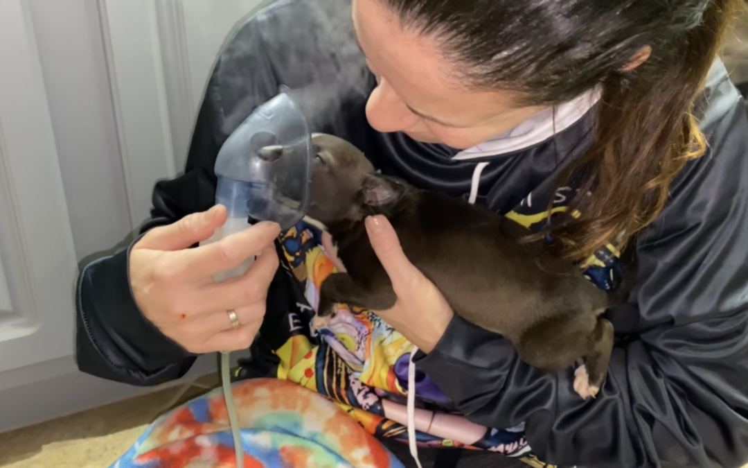 Puppy Medical Fundraiser