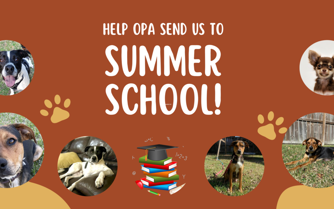 Summer School for Dogs