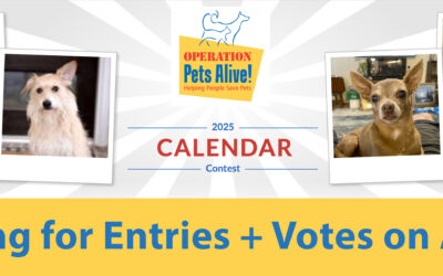 Dog Calendar Contest in Support of Operation Pets Alive!