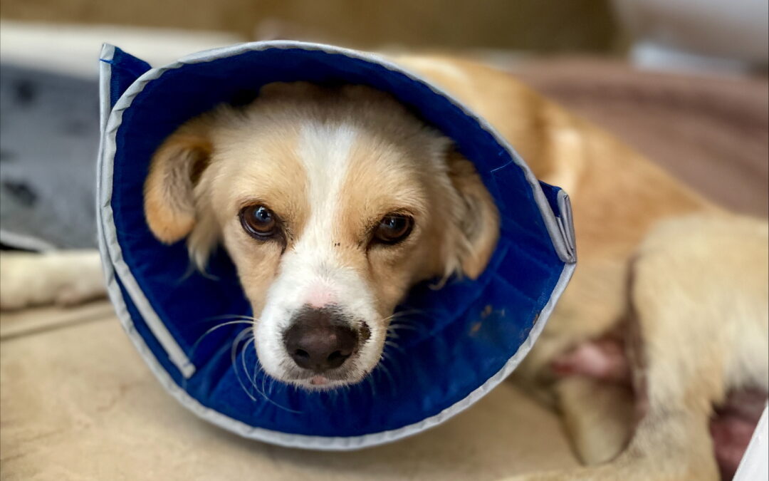 Pumpkin Patch’s Medical Fund