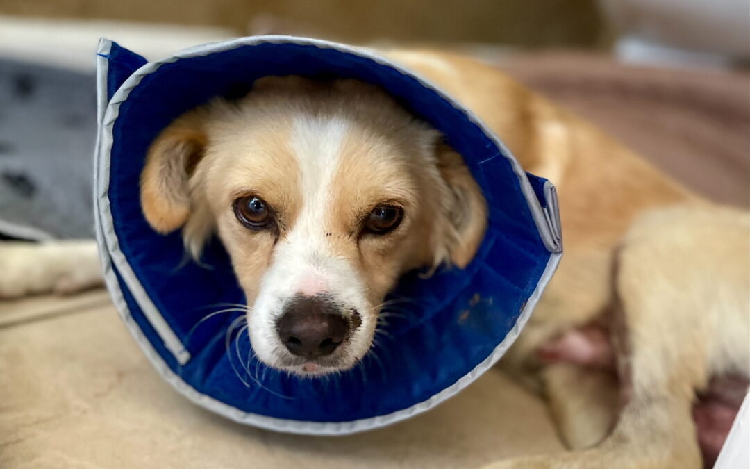 Operation Pets Alive Featured for Spay & Neuter Impact