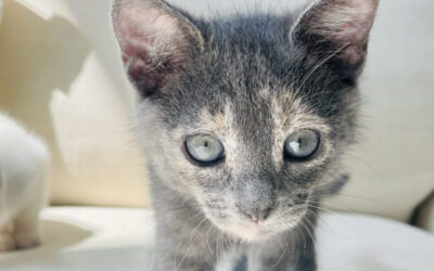 June Newsletter: Cats, Fosters & Second Chances