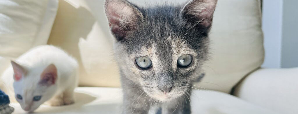 June Newsletter: Cats, Fosters & Second Chances